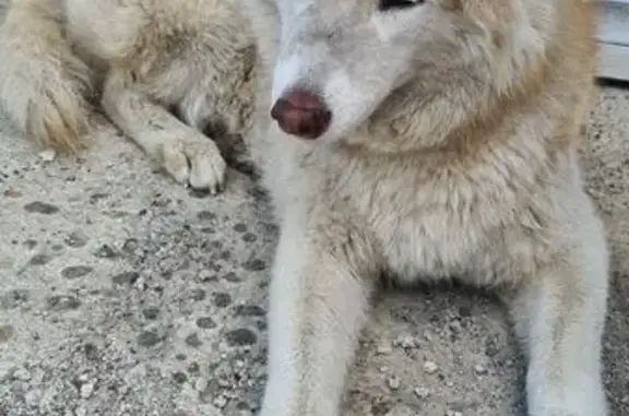 Найдена собака, , фото: Хаски найдена, Борковский проезд, Тольятти