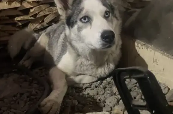 Собака найдена: ул. Пугачёва, 1, Томск