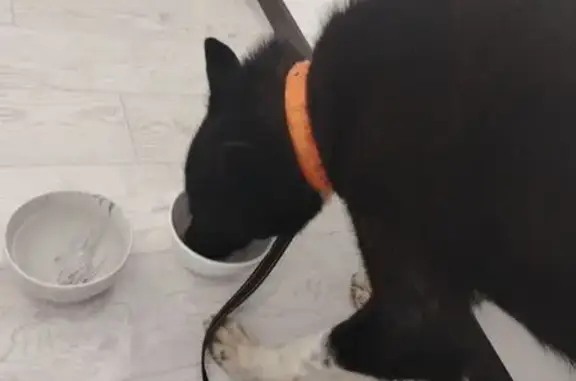 Найдена собака, Сыктывкар, фото: Найдена собака, Коммунистическая 48А