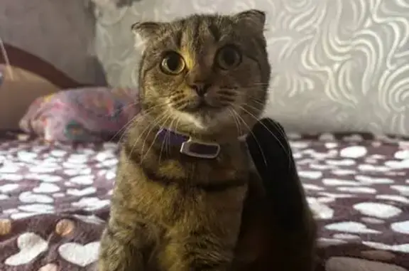 Кошки потеряшки, Колпашево, фото: Потеряшка кошка, Кедровая ул., 2, Колпашево