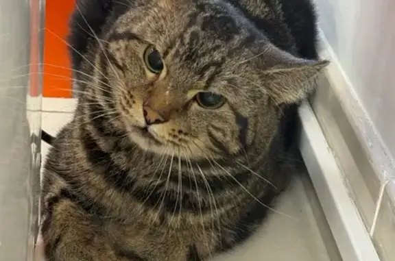 Кошка найдена на Зарайской, Калининград