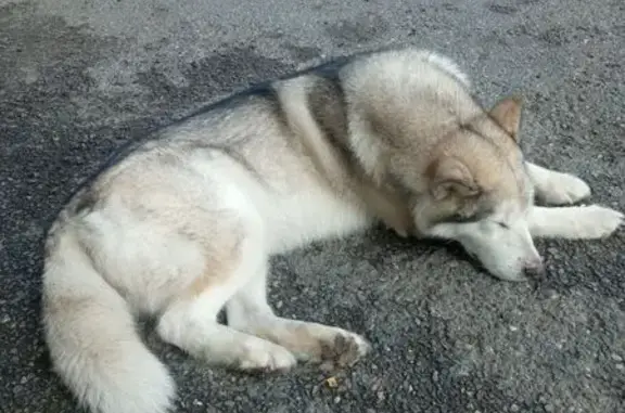 Найдена хаски на улице Бирюкова, Томск