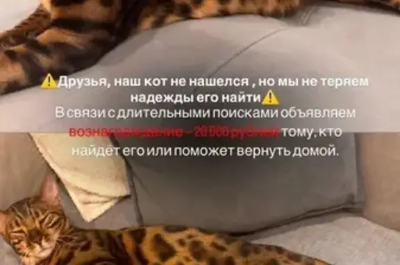 Кошки потеряшки, Нижневартовск, фото: Потеряшка кошка, ул. Маршала Жукова