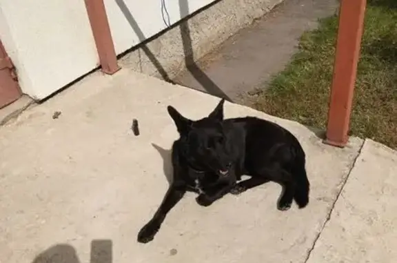 Найдена собака, Суздаль, фото: Найдена собака, бульвар Всполье, 18