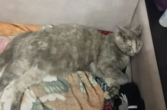 Кошки потеряшки, Новороссийск, фото: Потеряшка кошка, ул. Героев Десантников, 47