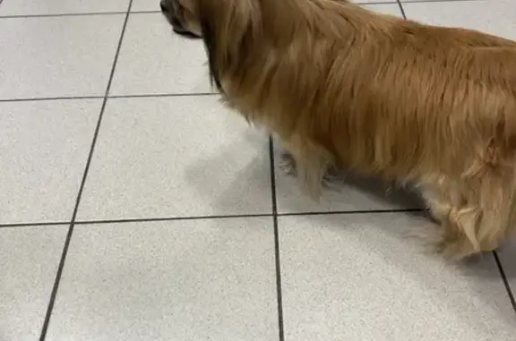 Собака ищет хозяина, Ярославского 78, Крдр.