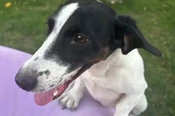 Собака найдена 18А-1, Барановка