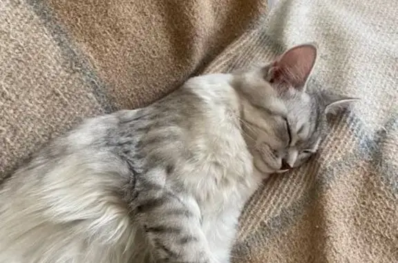 Кошки потеряшки, Волжский район, фото: Потеряшка кошка, Советская 5, Волжский