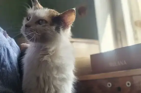 Найдена кошка, Сланцы, фото: Кошка найдена, Молодёжный пр., 7, Сланцы