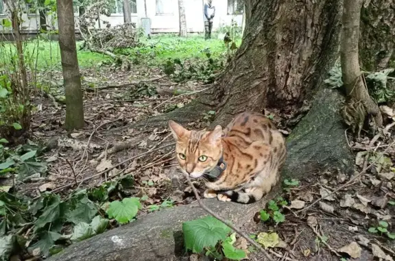 Найдена кошка, Санкт-Петербург, фото: Найдена кошка, ул. Ковалевской 11 к5, СПб