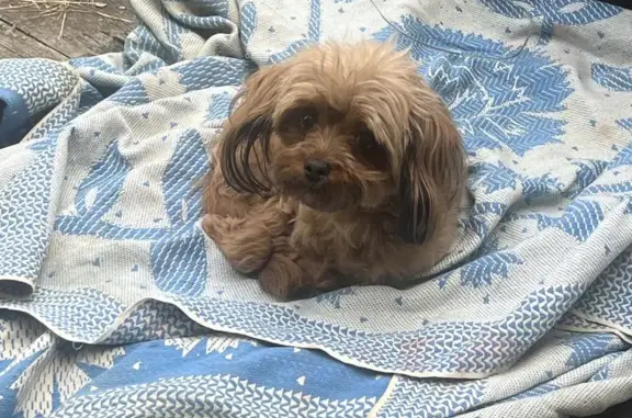 Собаки потеряшки, Йошкар-Ола, фото: Потеряшка собака, пер. Льва Толстого 6, Йошкар-Ола