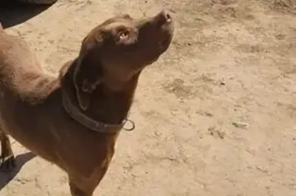 Найден кобель, Набережная ул., Селитренное