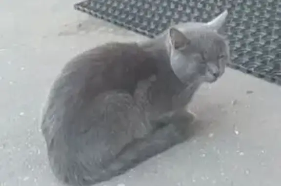 Найдена кошка, Павловское, фото: Найдена серая кошка, Вокзальная 20, Павловское