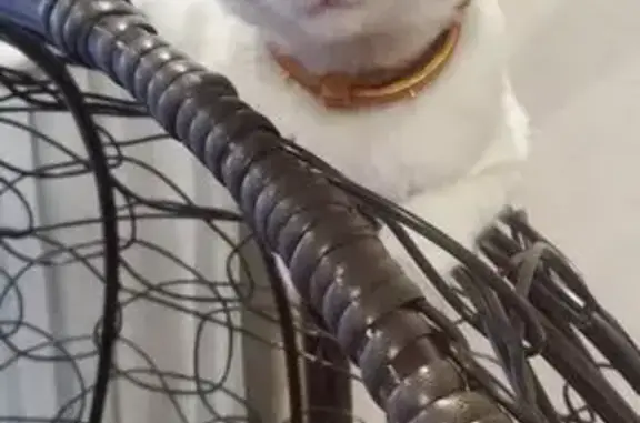 Пропала белая кошка, ул. Кирова, 118