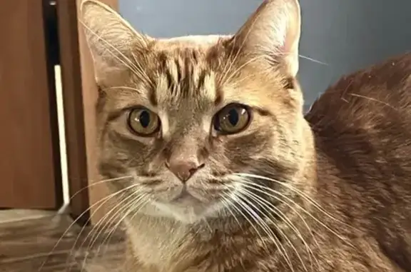 Кошки потеряшки, Орехово-Зуево, фото: Потеряшка рыжая кошка, Бирюкова 12, Орехово