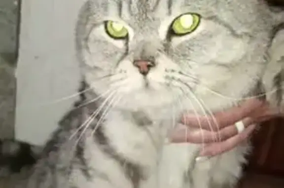 Найдена кошка, Верхний Тагил, фото: Серая кошка найдена на Октябрьской, 57