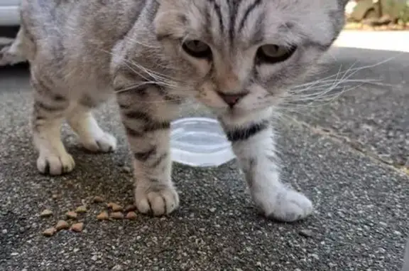 Найдена кошка, ул. Дзержинского, Краснодар