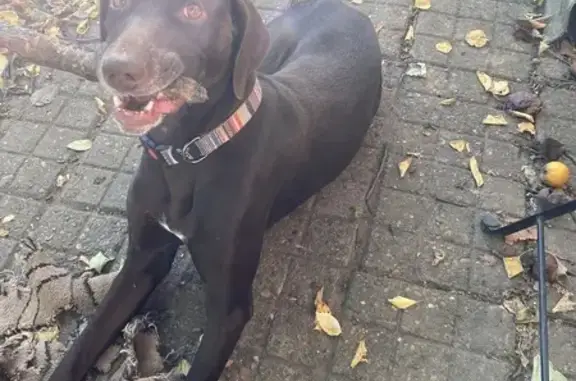 Собаки потеряшки, Краснодар, фото: Потеряшка собака, Волжская ул. 80, Краснодар