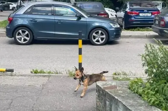 Собака найдена у кафе Raut, ул. 9 Апреля, 88