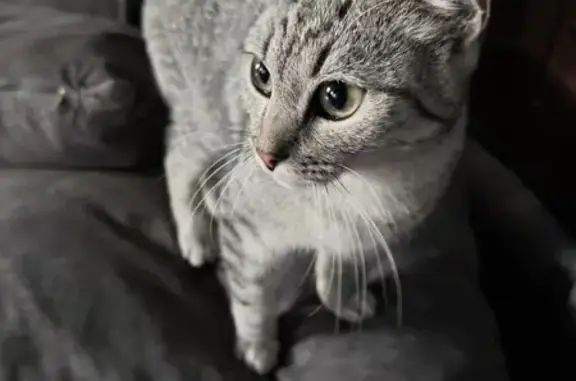 Найдена кошка, Бийск, фото: Котик найден, ул. Васильева 53, Бийск