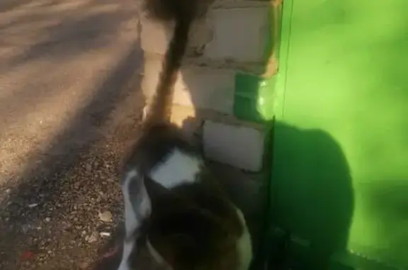 Кошка найдена: Угданская 40, Чита