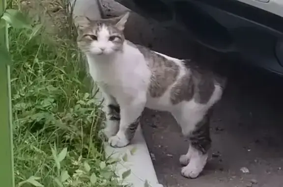 Крупная кошка найдена, Угданская 40, Чита