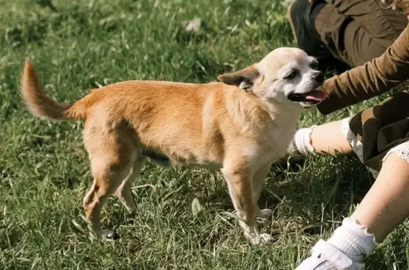 Собаки потеряшки, Большое Анисимово, фото: Потеряшка чихуахуа, ул. 60 лет Октября, 26