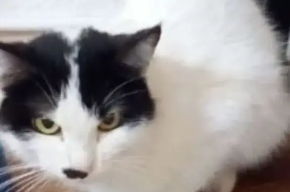 Пропала кошка, Михайловский, Башкортостан