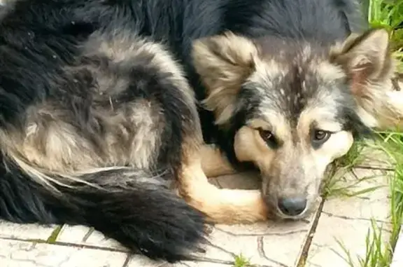 Найдена собака, Минино, фото: Собака найдена на Тихой улице, Минино