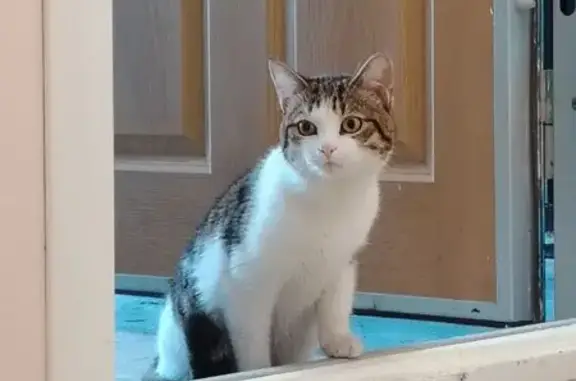 Найдена кошка, пр. Кирова 295, Самара