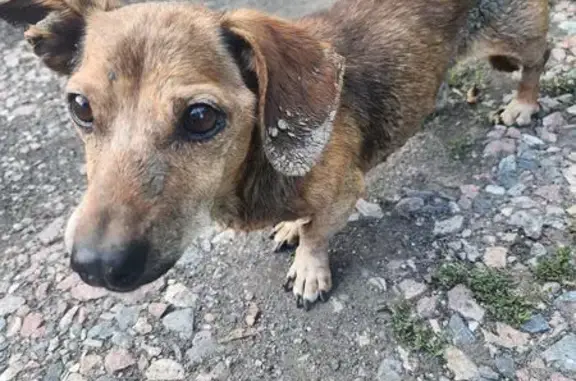 Найдена собака, Барнаул, фото: Собака найдена: Целинный проезд, 80, Барнаул