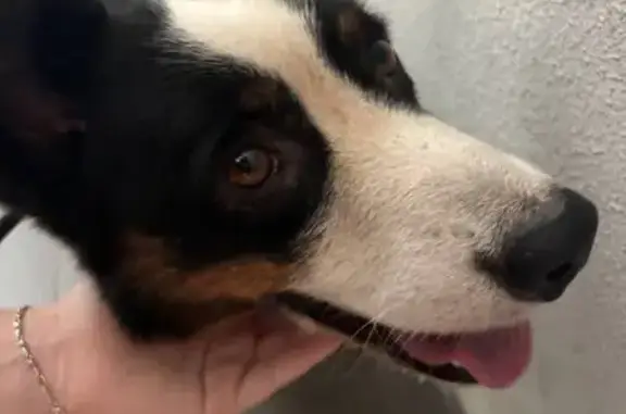 Найдена собака, Севастополь, фото: Найдена собака: Античный проспект, 4