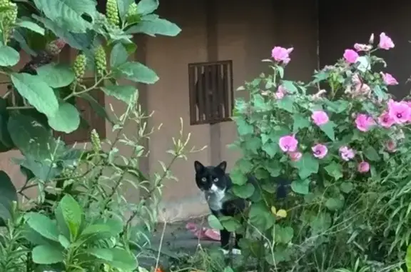 Черный кот найден на Павла Нарановича, 1