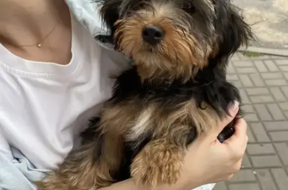 Собака найдена: ул. Пришвина, 5, Липецк