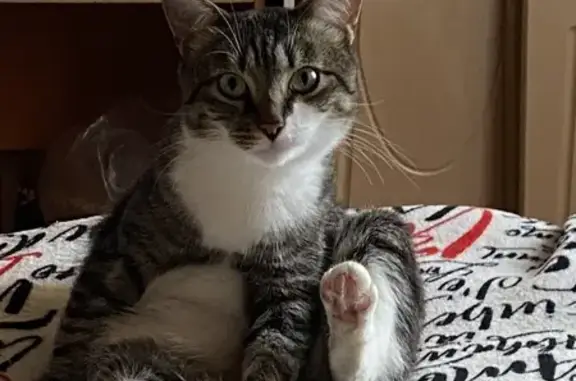 Кошки потеряшки, Саранск, фото: Потеряшка кошка, просп. 60 лет Октября, 127А