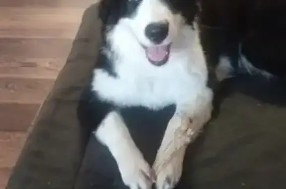 Собаки потеряшки, Казань, фото: Потеряшка собака, ул. Гаврилова, Казань