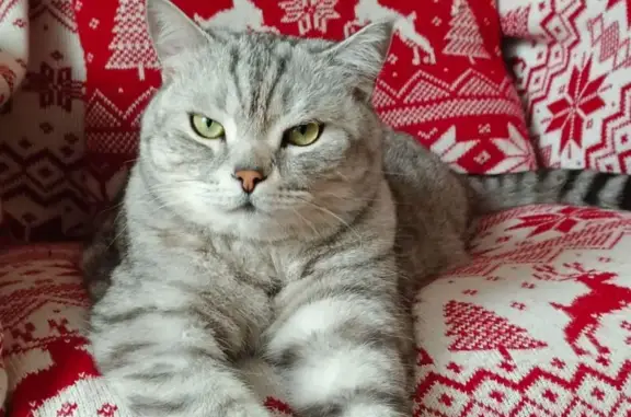 Пропала кошка, Сосновый Угол, Заречье