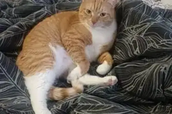 Кошки потеряшки, Санкт-Петербург, фото: Потеряшка рыжая кошка, Полюстровский 9