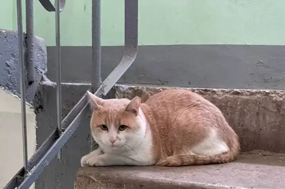Найдена кошка, Красногорск, фото: Рыжий кот найден: ул. Ленина, 36, Красногорск
