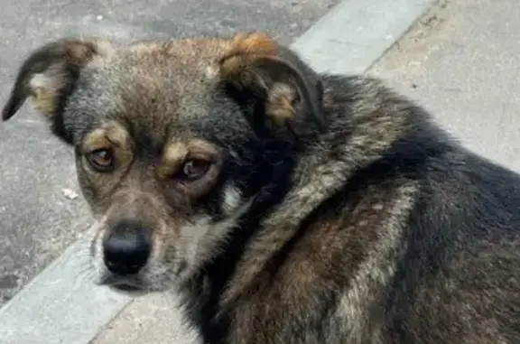 Найдена собака у Пятёрочки, Новые Дома, 1