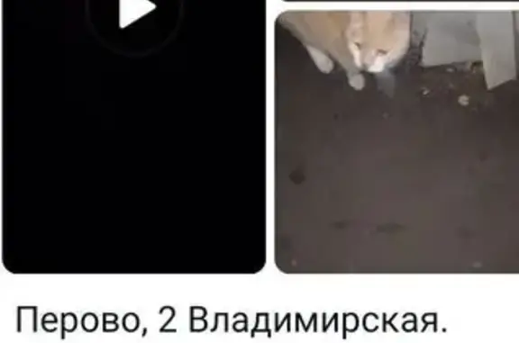 Найдена больная кошка, 2-я Владимирская 37к1