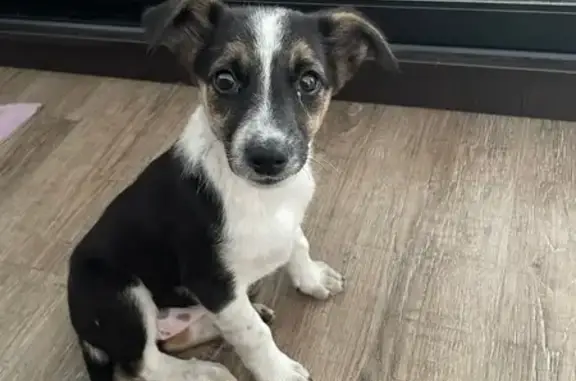 Найдена собака, ул. Двужильного, 36Б