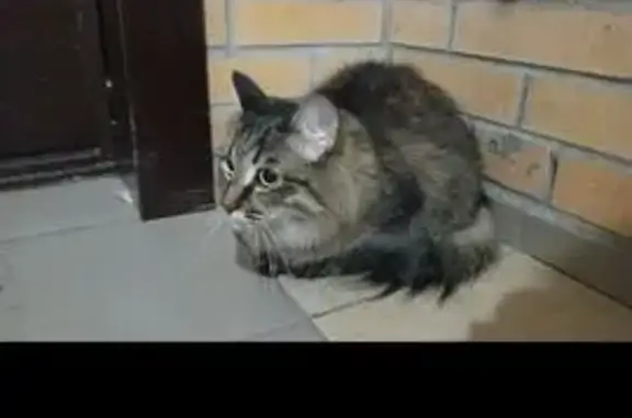 Найдена кошка, Красноярск, фото: Кошка найдена на Ольховой, 10, Красноярск