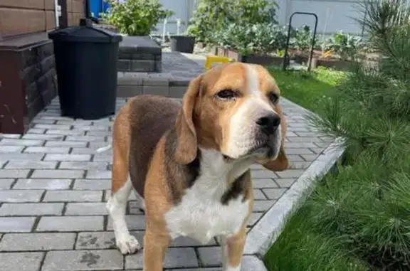 Найдена собака, , фото: Бигль найден: Архангельское Голицыно