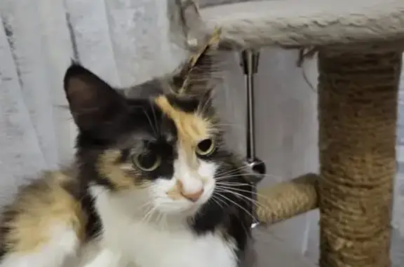 Кошка найдена, КСК 5мкр д45, Чита