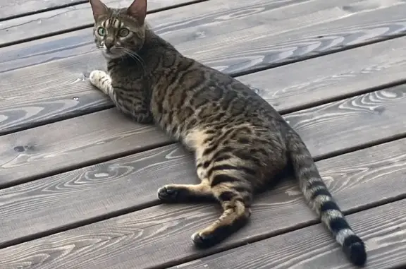 Кошки потеряшки, Московская область, фото: Потеряшка бенгальская кошка, МО