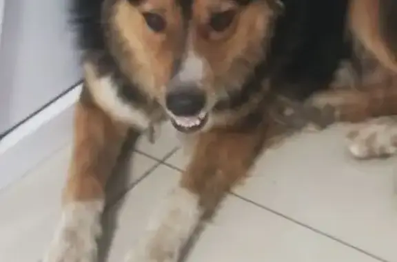 Найдена собака, Индустриальная 8, Краснодар