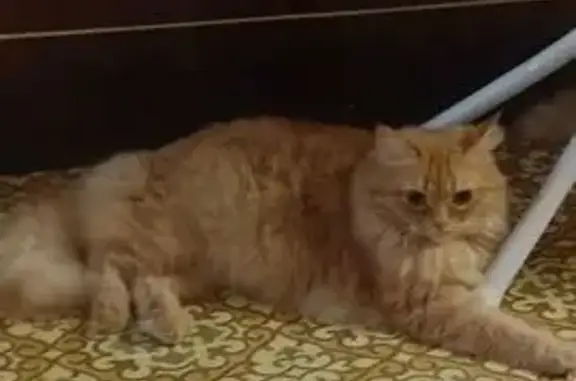 Кошки потеряшки, Владимир, фото: Потеряшка кошка на Нижней Дуброве, 33