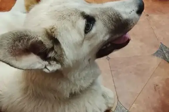 Найдена собака, Екатеринбург, фото: Собака найдена, Уткинская ул., Екатеринбург