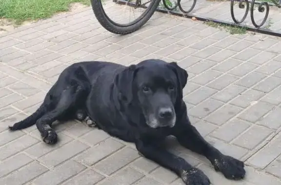 Найдена собака, , фото: Собака найдена: Центр. ул., 10, Мосток